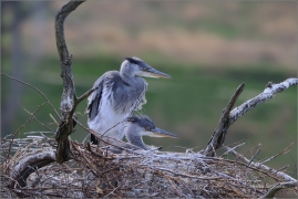 <p>VOLAVKA POPELAVÁ (Ardea cinerea) ---- /Grey heron - Graureiher/</p>